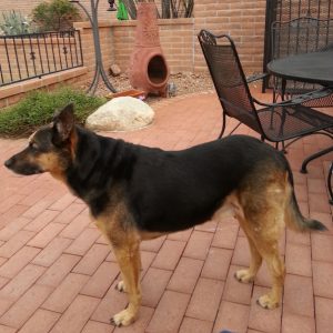 Baxter - side profile - post